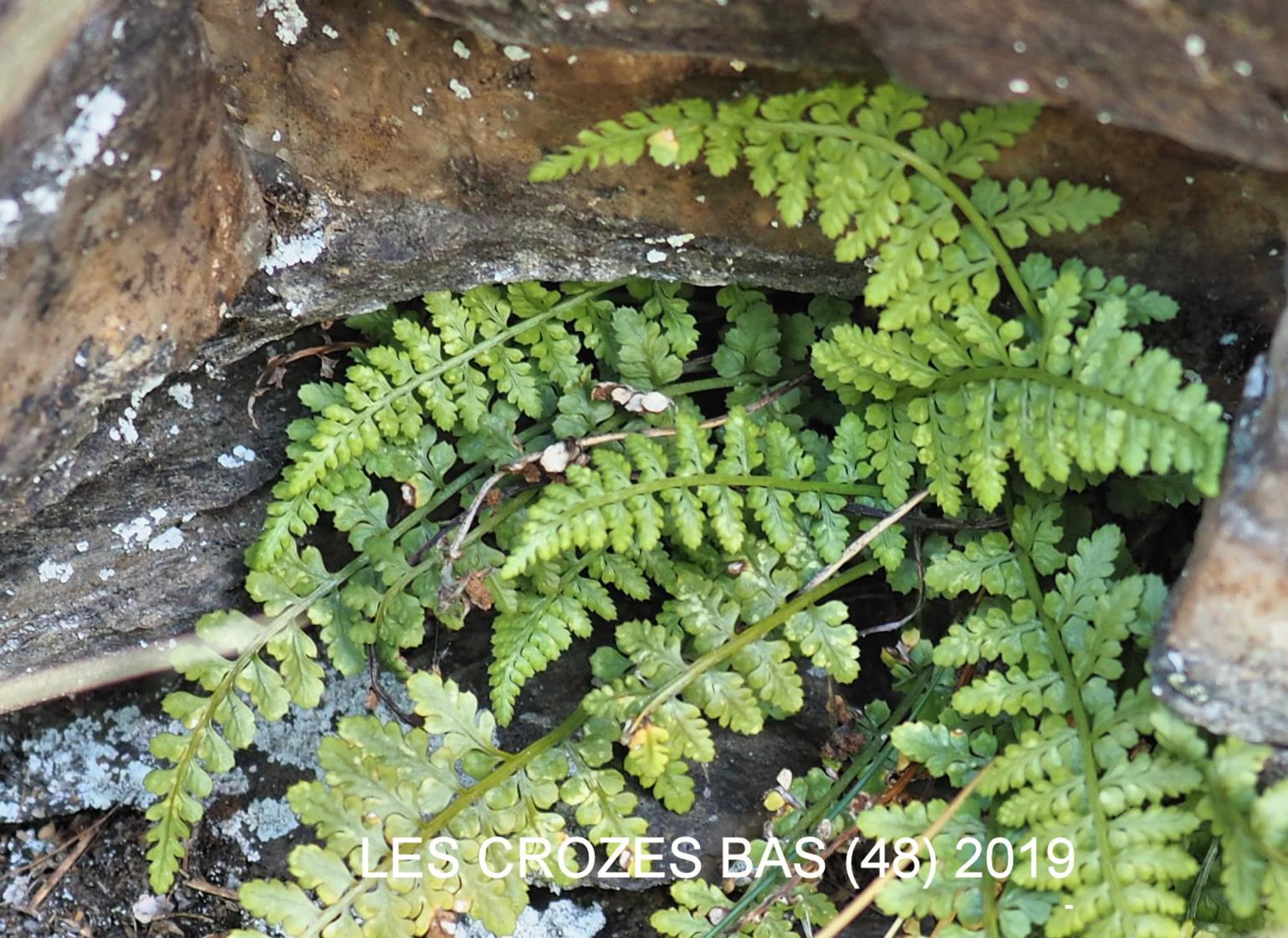 Spleenwort, Lanceolate